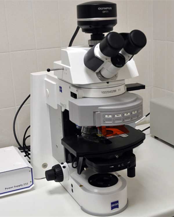 multiphoton microscopy